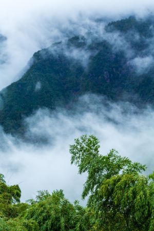 自然风光,雾,树木,云雾,植物,山峦