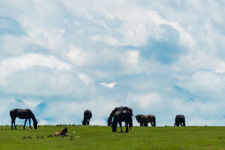 天空,自然风光,马,草原,动物,哺乳动物,生物