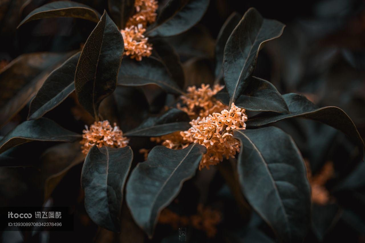 特写,桂花,木樨科