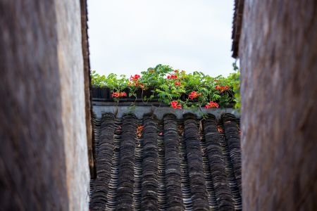 历史古迹,建筑,城镇,天空,植物,藤类