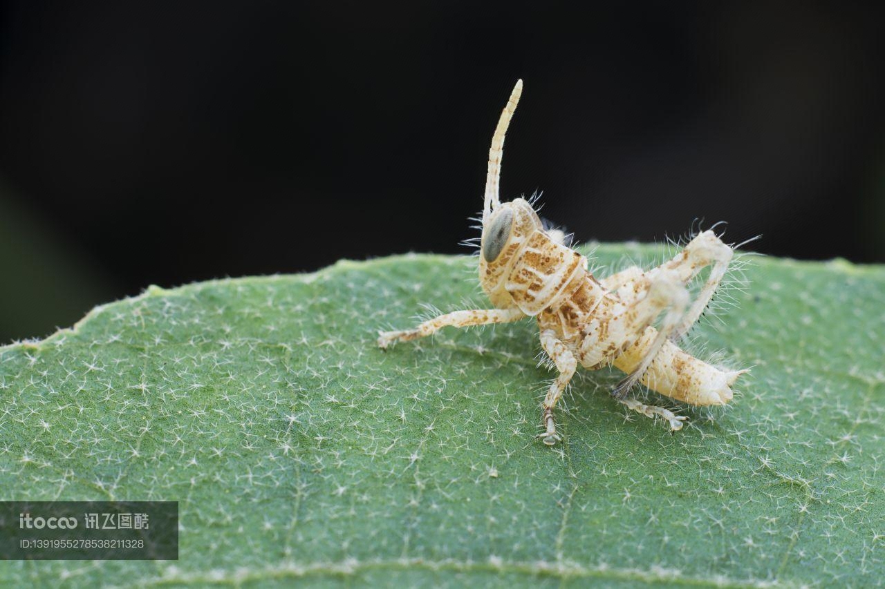 生物,昆虫,蝈蝈