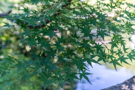 树叶,植物,特写,盆栽植物,自然风光