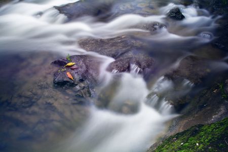瀑布,江河,生物,特写,植物,岩石,地衣,树叶