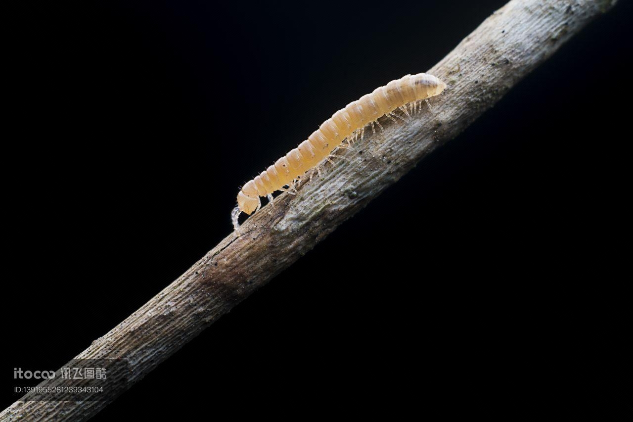 生物,昆虫,千足虫