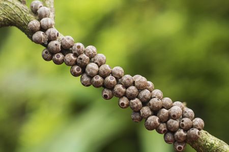 特写,树枝,虫卵,生物,动物,昆虫,植物