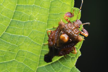 昆虫,节肢动物,虫子,昆虫类,动物,生物,特写