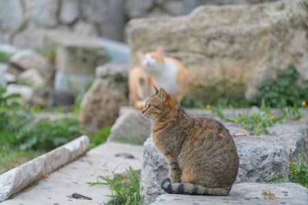 岩石,猫,自然风光,生物,动物,哺乳动物