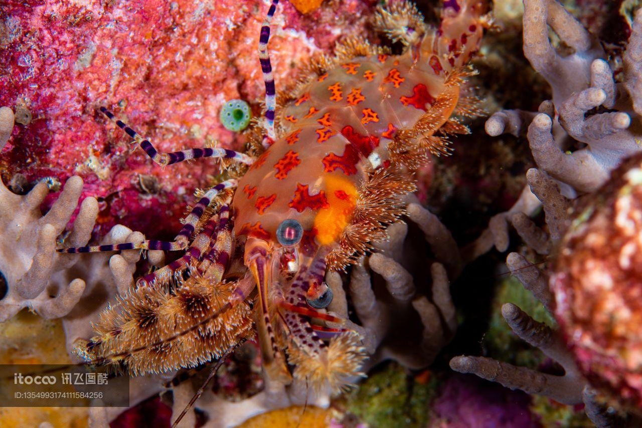 生物,动物,翠条珊瑚虾