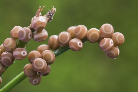 特写,虫卵,生物,动物,昆虫,植物,藤类