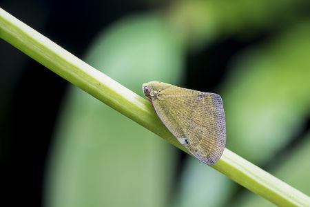 昆虫,节肢动物,昆虫类,动物,生物,特写,微距