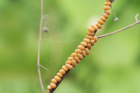 特写,虫卵,树枝,生物,动物,昆虫,植物