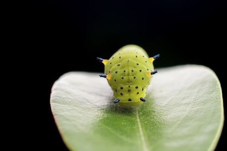昆虫,毛虫,幼虫,动物,生物,特写,微距