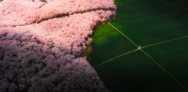 自然风光,航拍,植物,俯瞰,花,树木