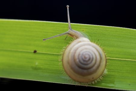 蜗牛,软体类,动物,生物,昆虫