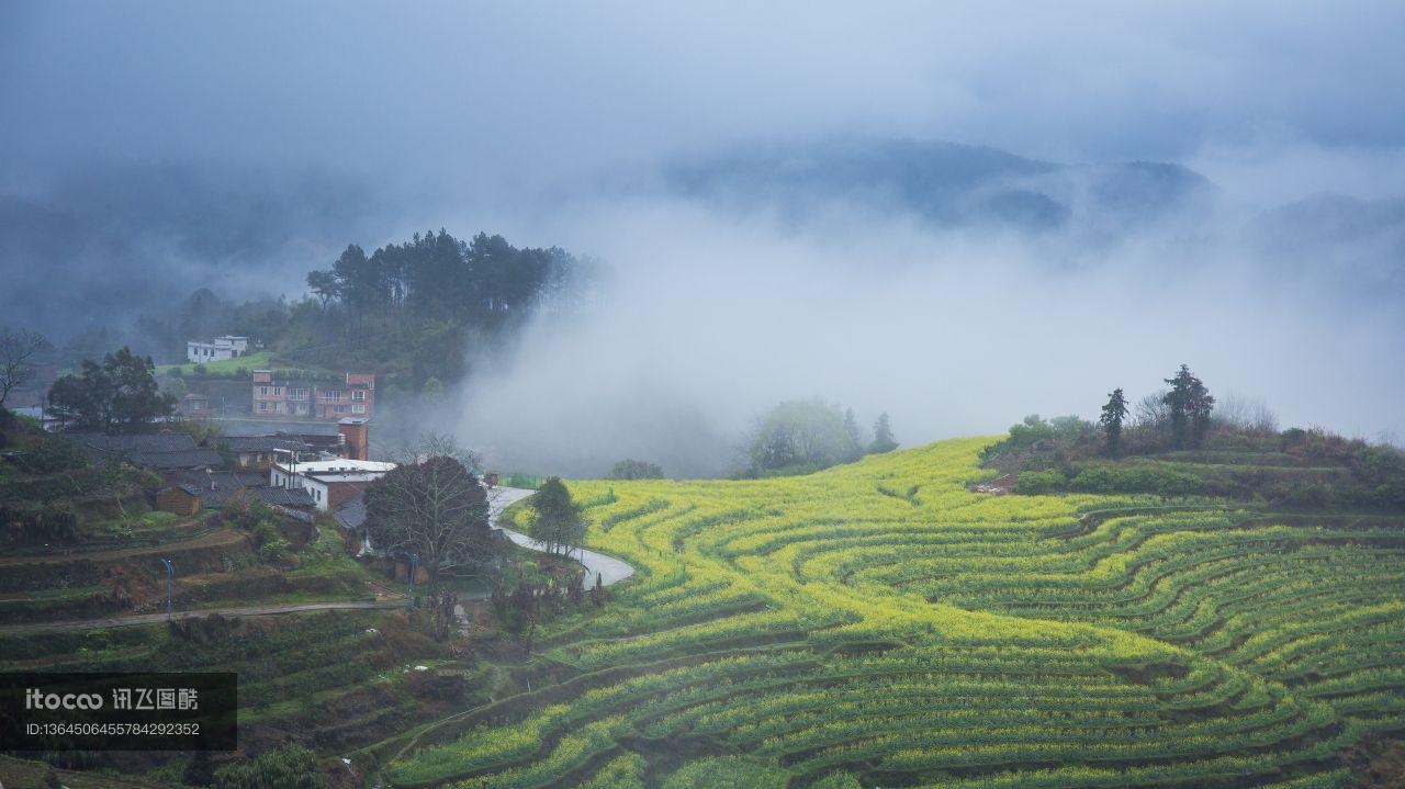 植物,成片种植,龙脊梯田