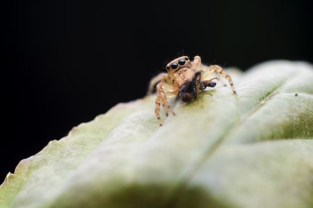 昆虫,节肢动物,虫子,昆虫类,动物,生物,特写