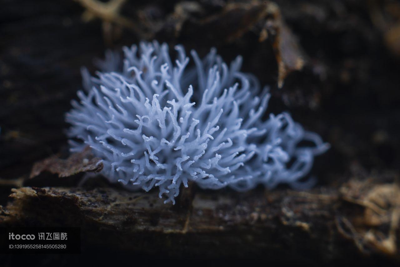 蘑菇(块菌),真菌,蘑菇