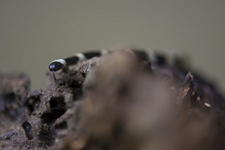 蛇,爬行动物,动物,生物,特写,微距