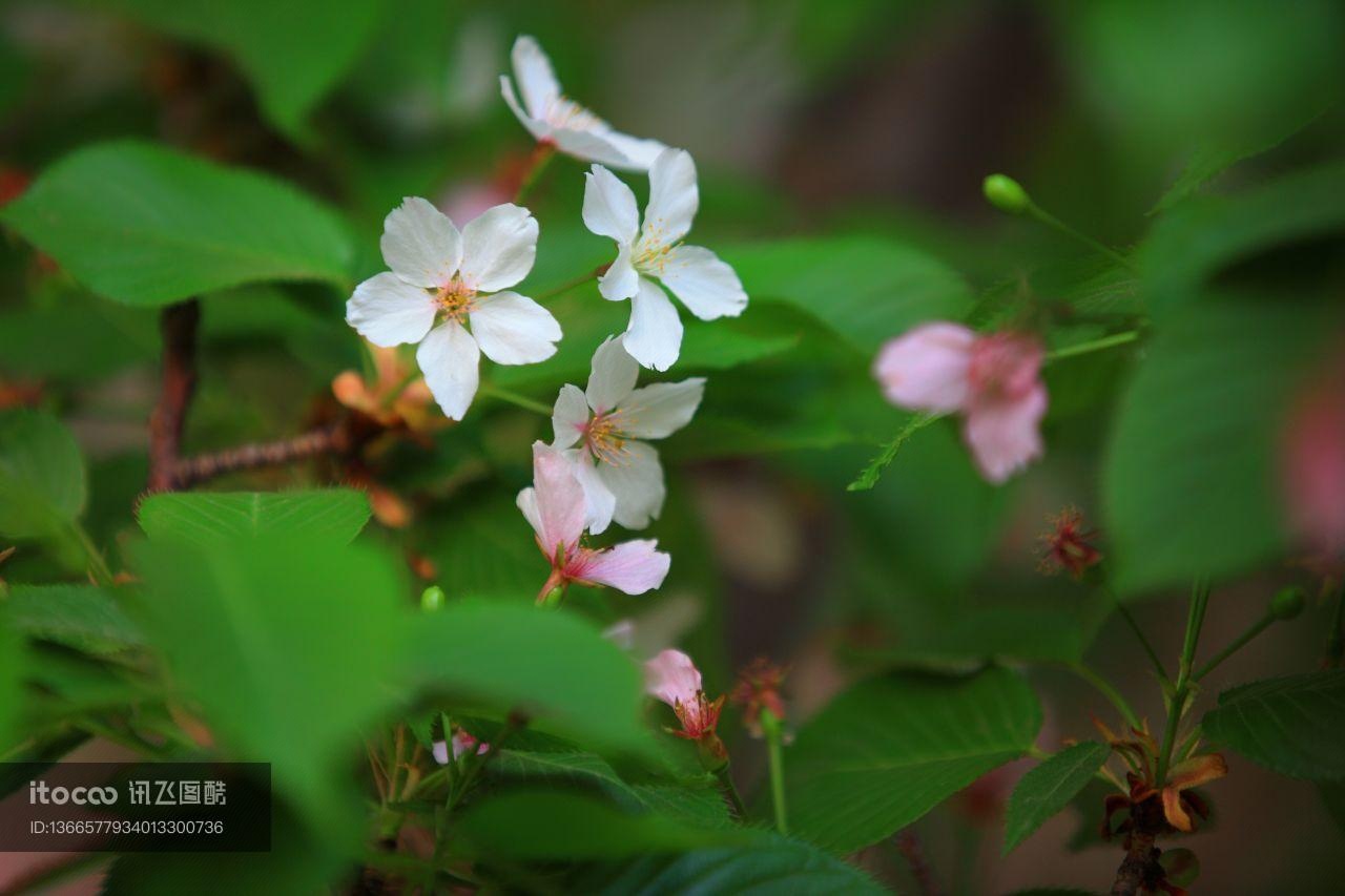 自然风光,植物,花