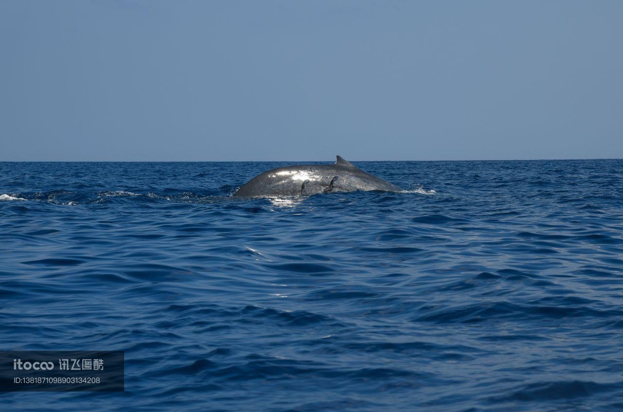 斯里兰卡蓝鲸,海洋生物 ,海洋哺乳动物