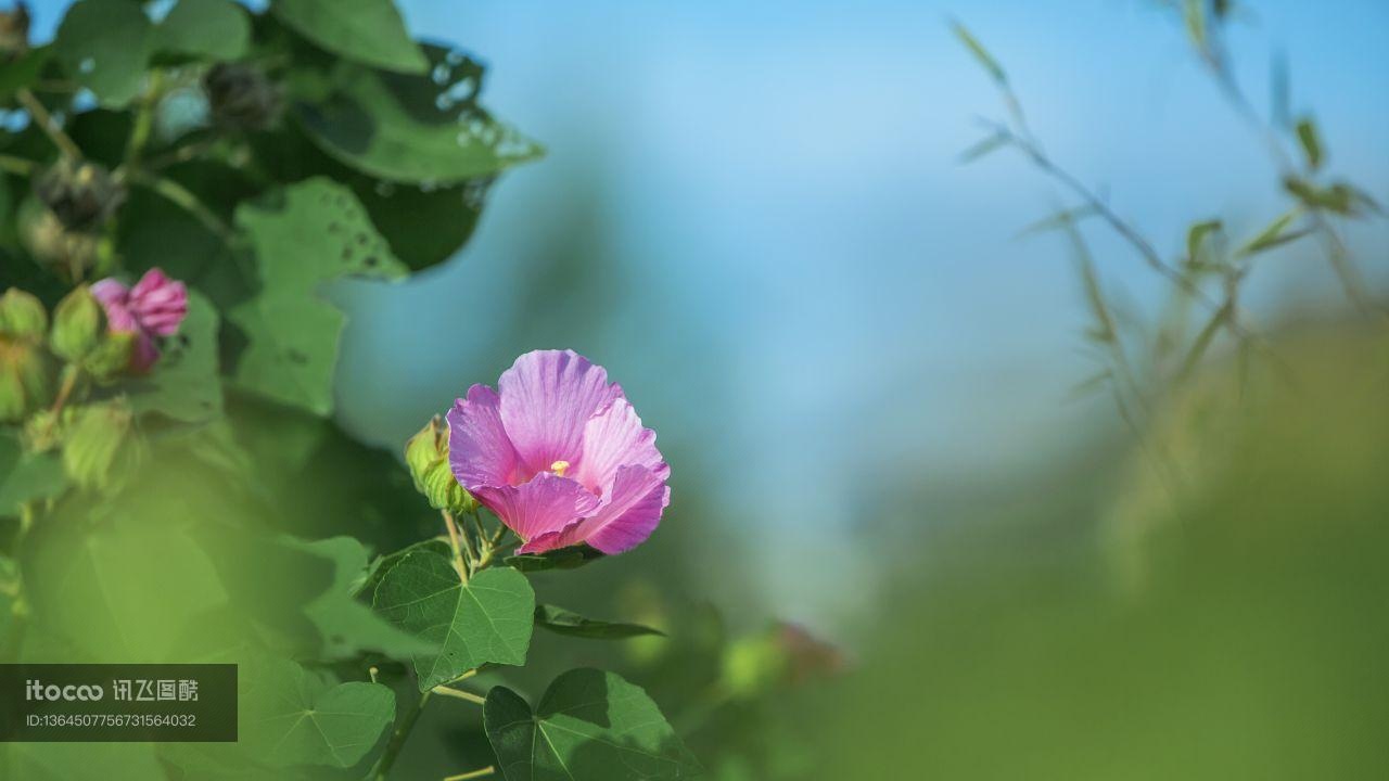 木芙蓉,植物,花