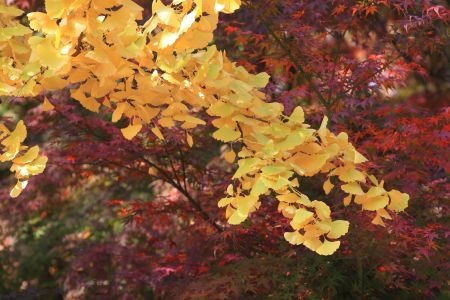 植物,生物,秋天,银杏树,树木,特写,韩国,国外