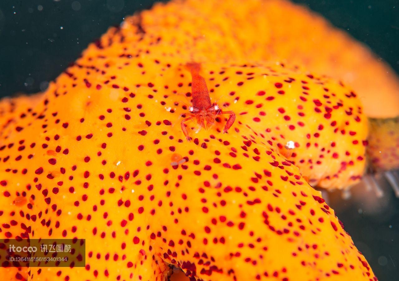 海洋生物,自然风光,生物