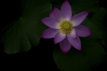 生物,特写,花,自然,户外,环境,荷花,荷叶,植物