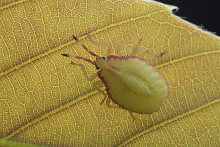 昆虫,节肢动物,特写,微距,动物,生物