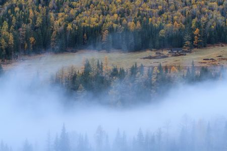 山川,植物,高原,自然风光,森林,树叶,树木,中国,新疆