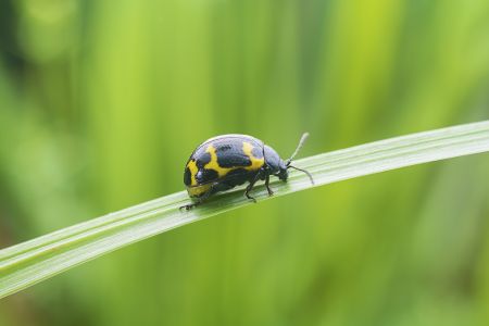 昆虫,昆虫类,节肢动物,动物,生物,特写