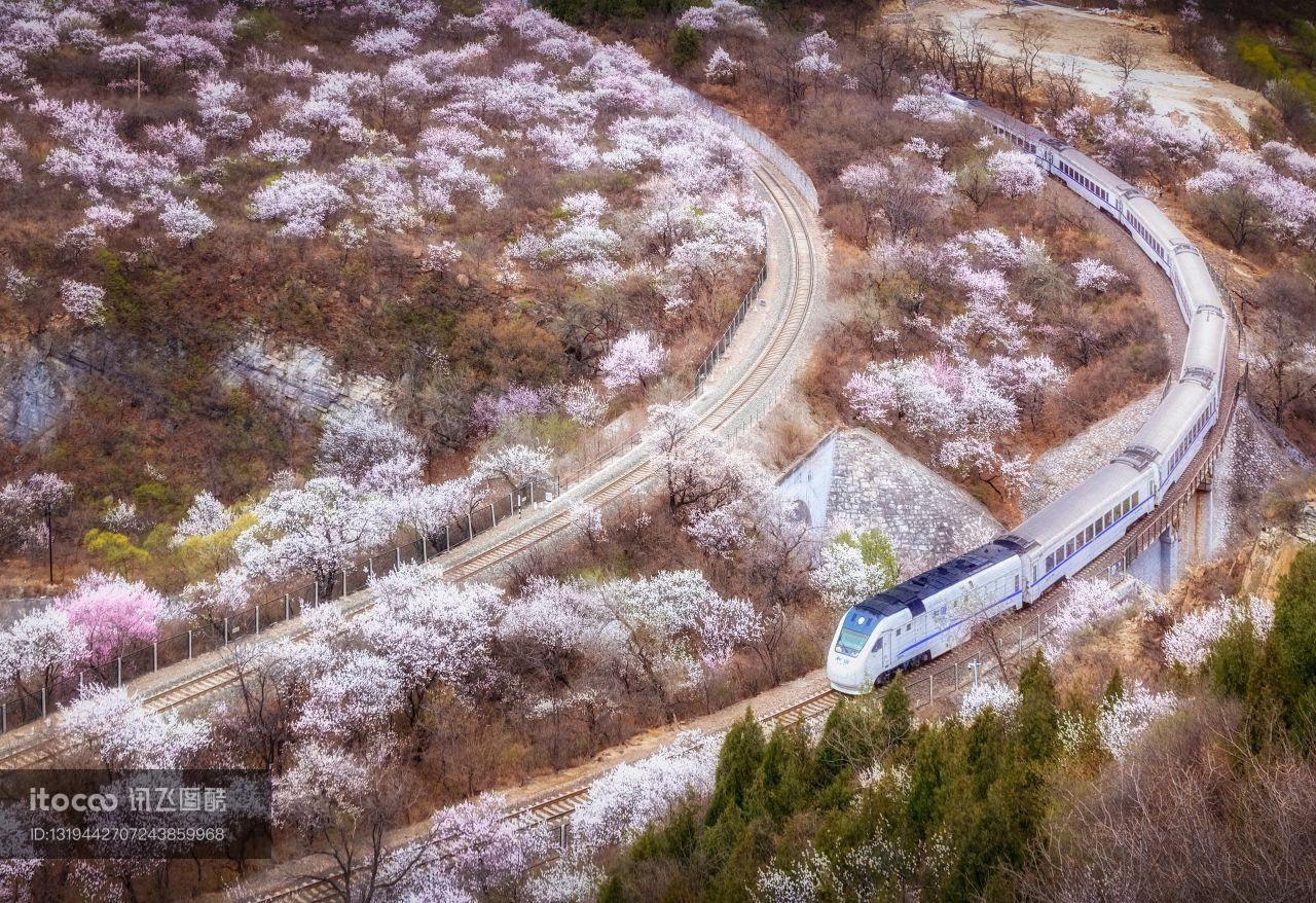 自然风光,春天,花