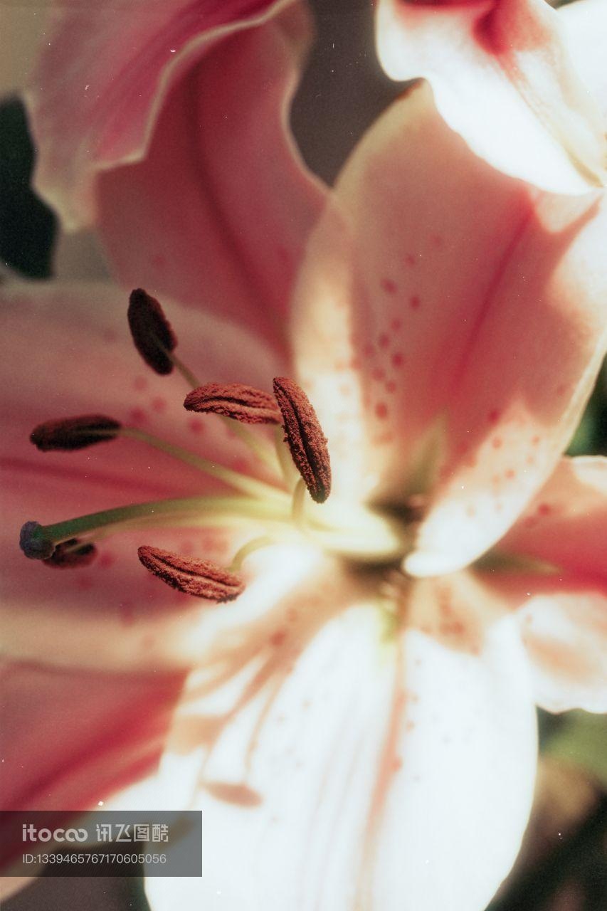 特写,花,植物