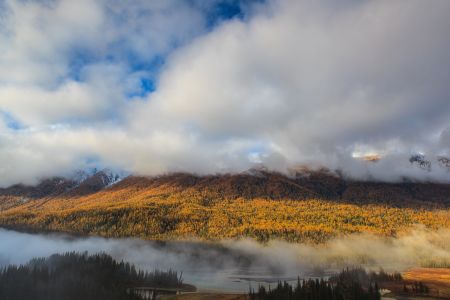 山川,植物,高原,自然风光,森林,树叶,树木,中国,新疆