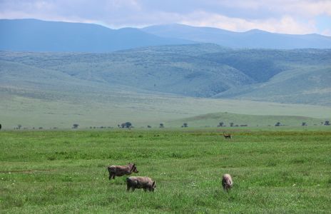 自然风光,平原,天空,山峦,动物,草原
