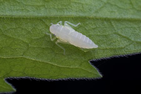 昆虫,节肢动物,昆虫类,特写,微距,动物