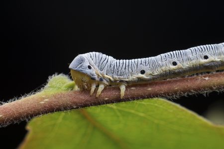昆虫,毛虫,昆虫类,动物,生物,特写