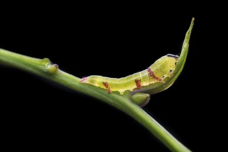 昆虫,毛虫,幼虫,动物,生物,特写,微距