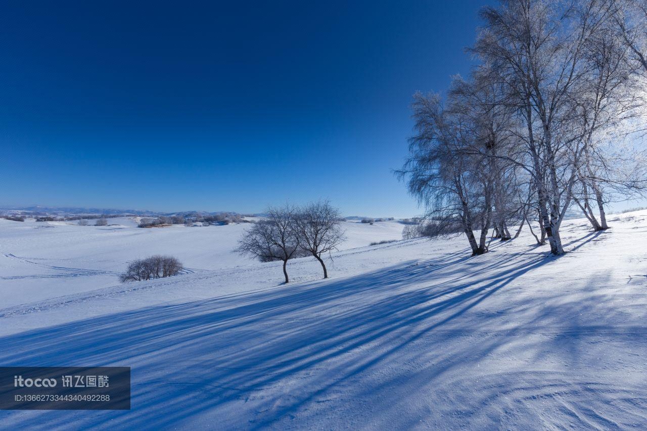 植物,冰雪,自然风光