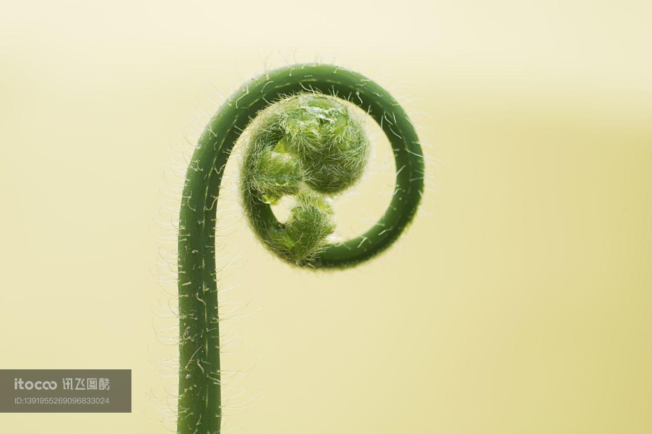 特写,生物,植物