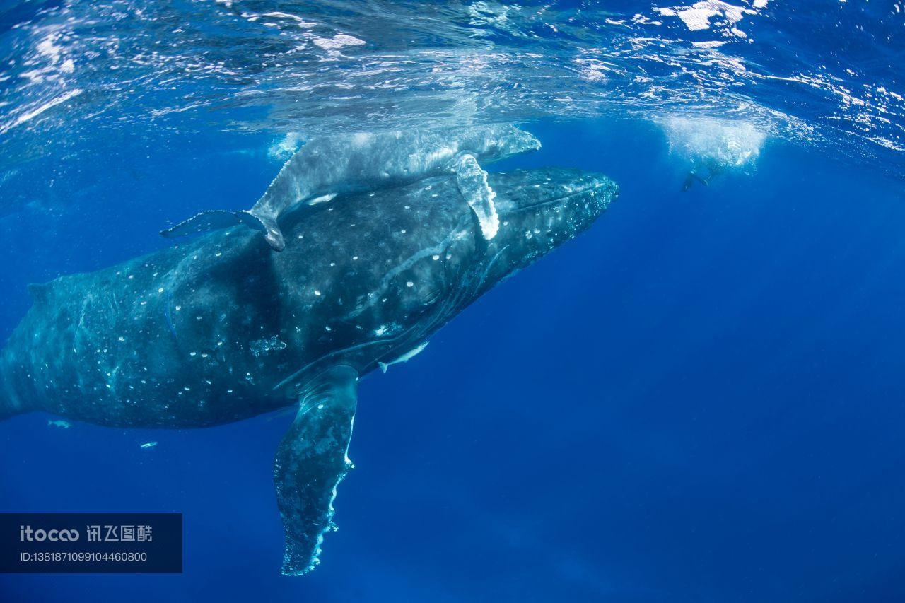 母子座头鲸,海洋哺乳动物,海底鲸鱼