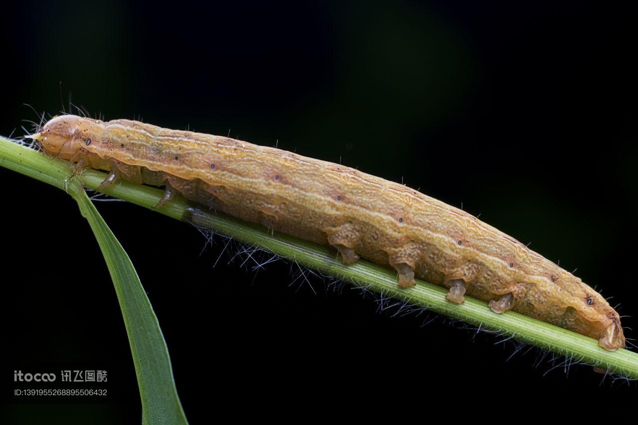 特写,生物,植物