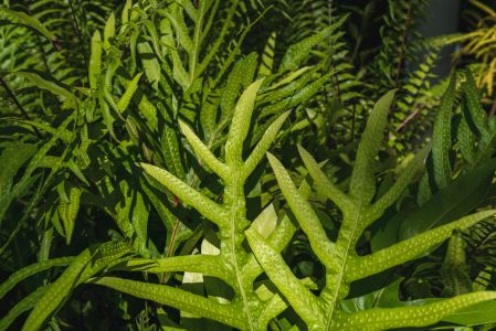 树叶,树,植物,特写,自然风光