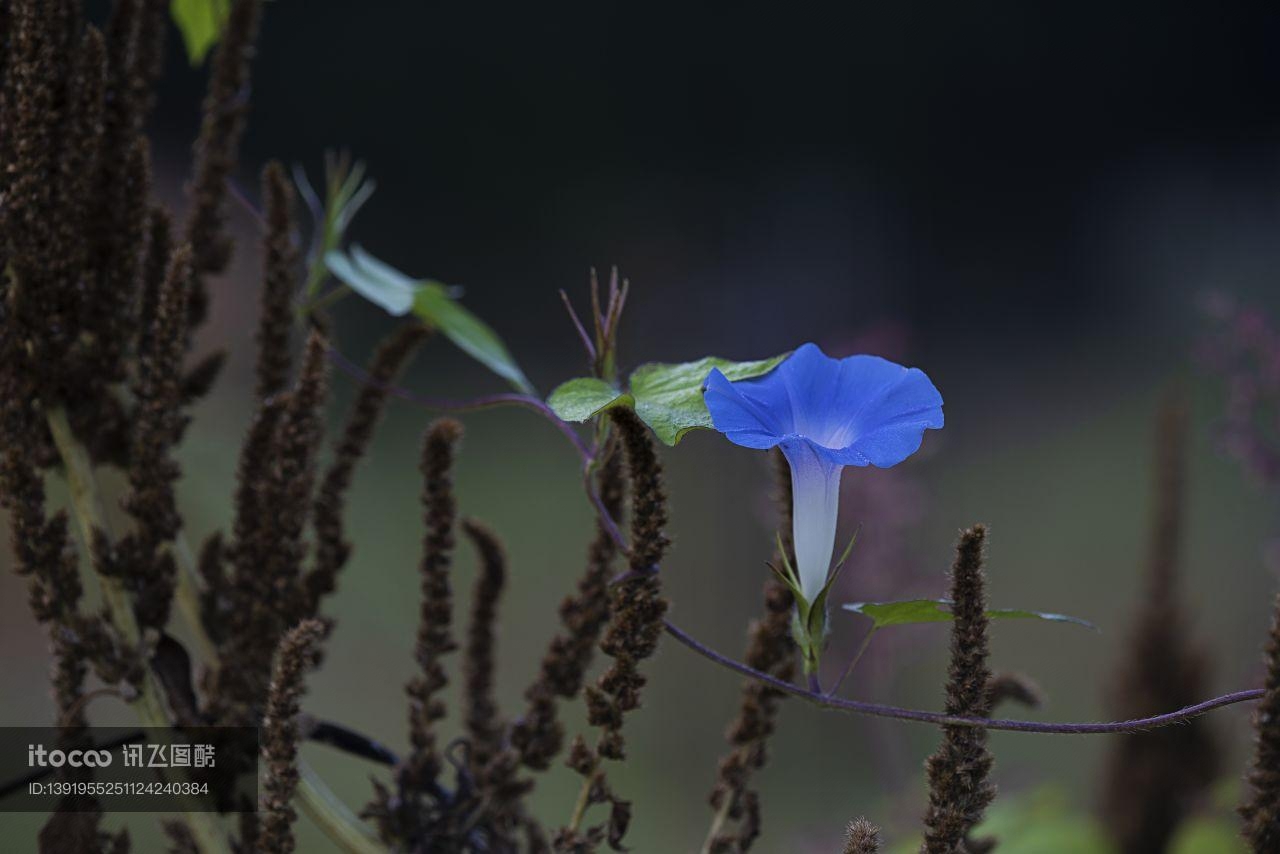 植物,喇叭花,蓝色喇叭花