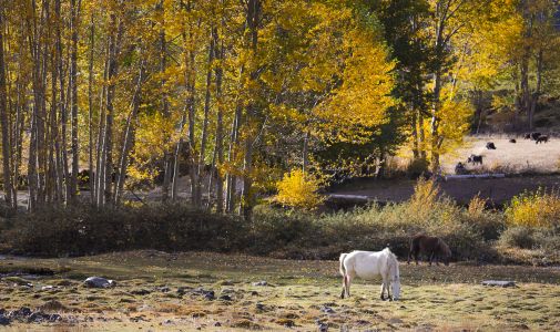 枫树,马,植物,自然风光,树木,树叶