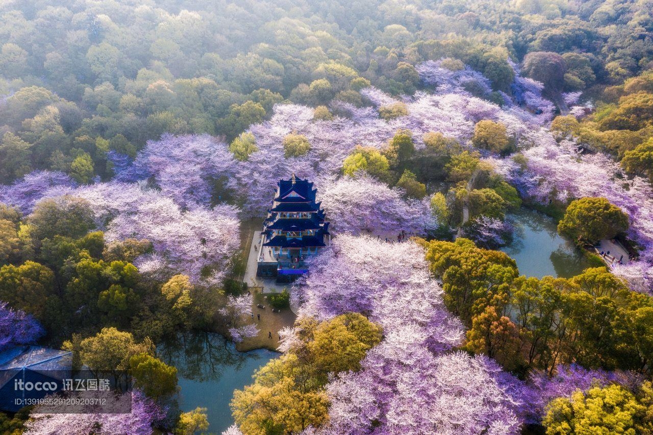 景点,春天,江苏无锡春天樱花图