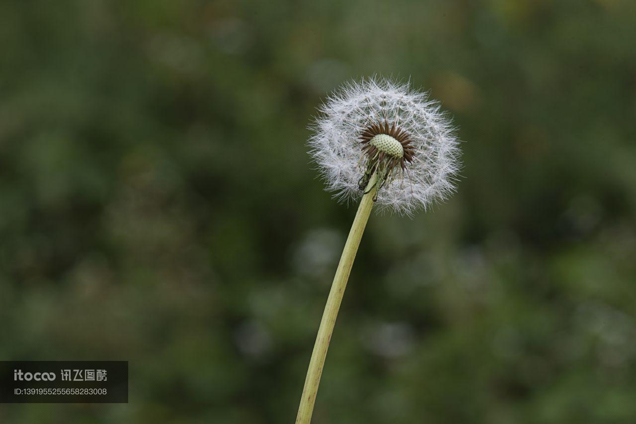 特写,蒲公英,花头