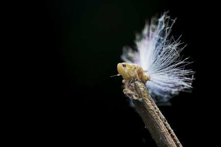 特写,黑色背景,生物,动物,昆虫,植物,树枝