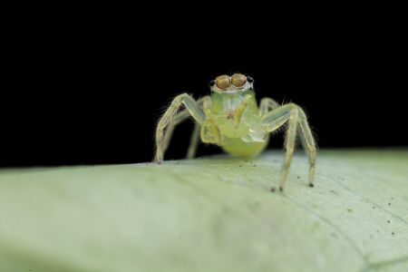 昆虫,节肢动物,昆虫类,动物,特写,微距,生物