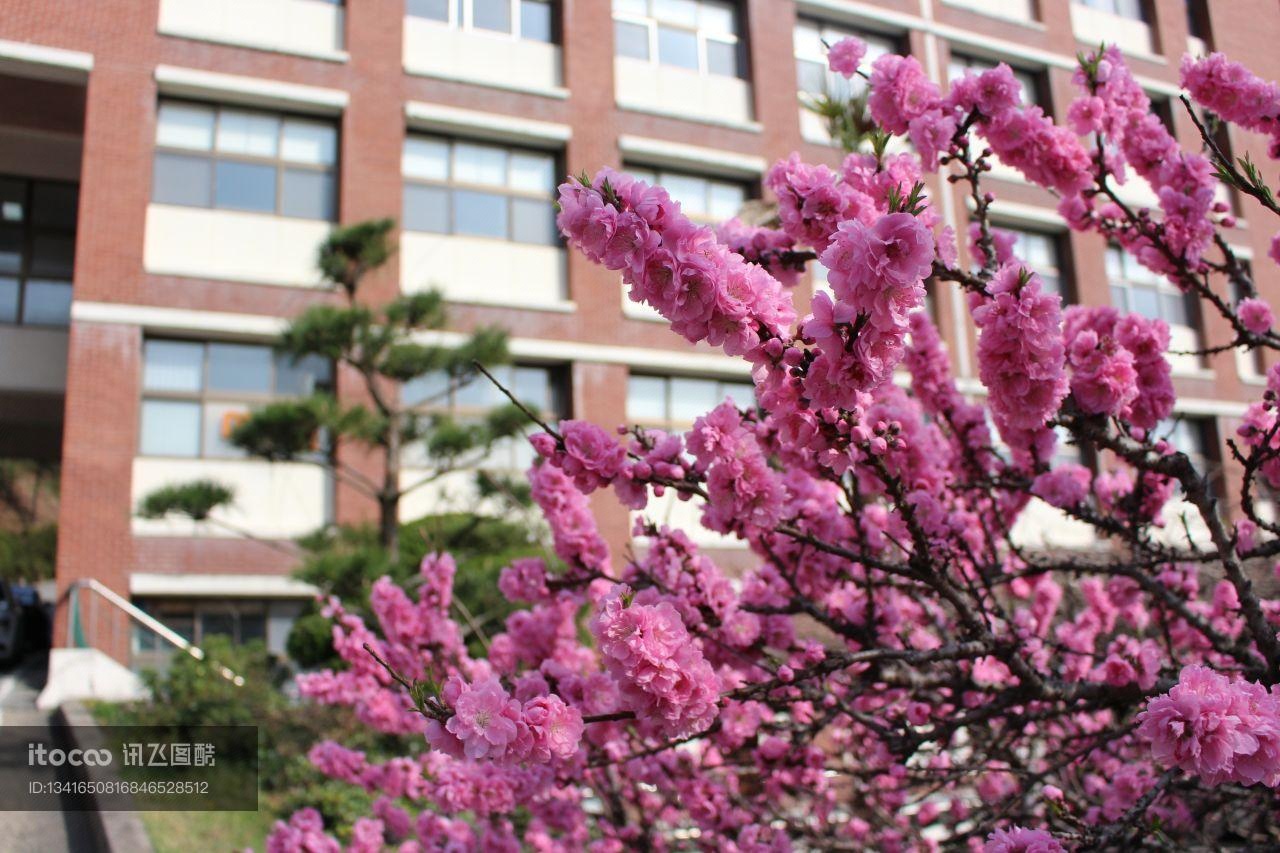 国外,特写,植物